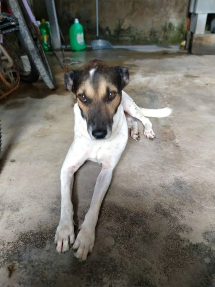 Cachorro ra a Vira lata idade 6 ou mais anos nome Maike