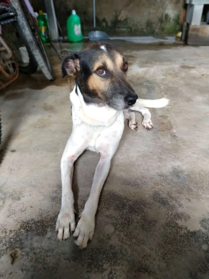 Cachorro ra a Vira lata idade 6 ou mais anos nome Maike