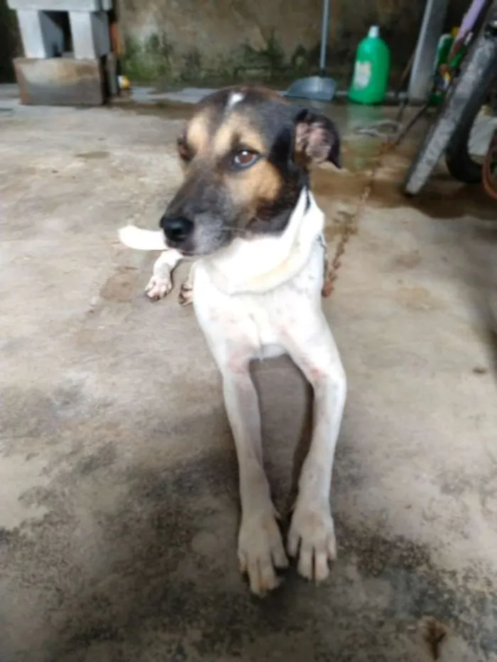Cachorro ra a Vira lata idade 6 ou mais anos nome Maike
