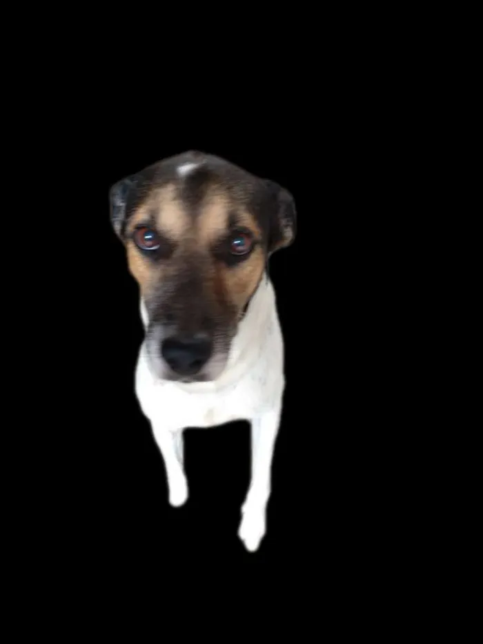 Cachorro ra a Vira lata idade 6 ou mais anos nome Maike