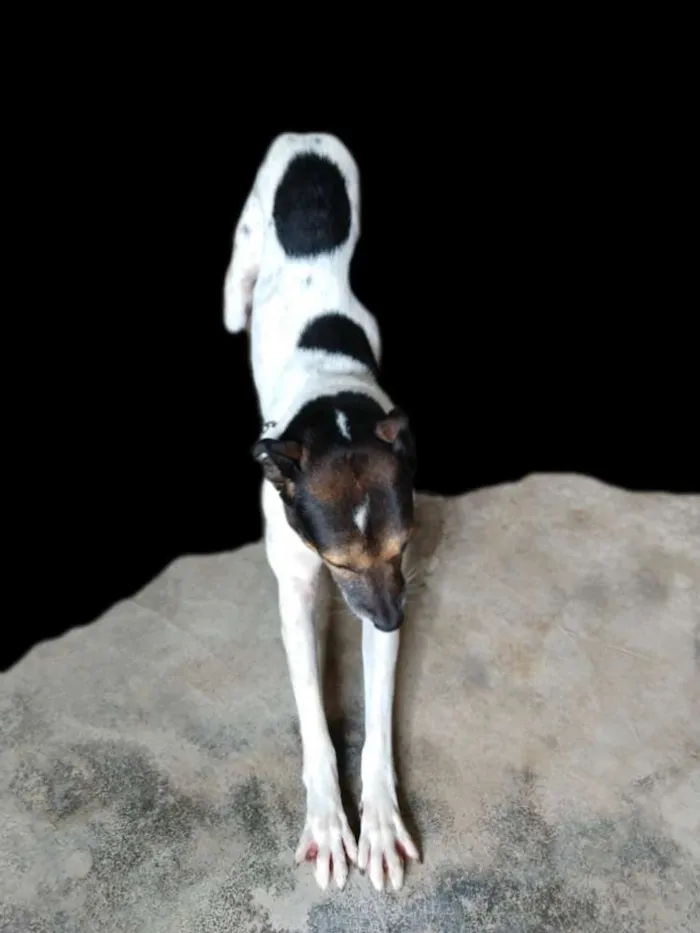 Cachorro ra a Vira lata idade 6 ou mais anos nome Maike