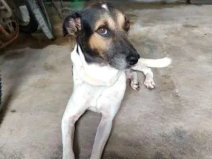 Cachorro raça Vira lata idade 6 ou mais anos nome Maike