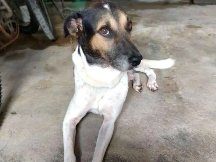 Cachorro ra a Vira lata idade 6 ou mais anos nome Maike