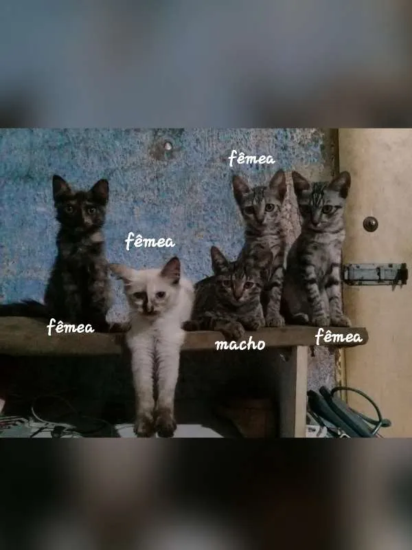 Gato ra a Não sei. idade 2 a 6 meses nome Sem nome