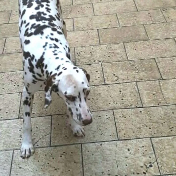 Cachorro ra a Dálmata  idade 7 a 11 meses nome Lara 