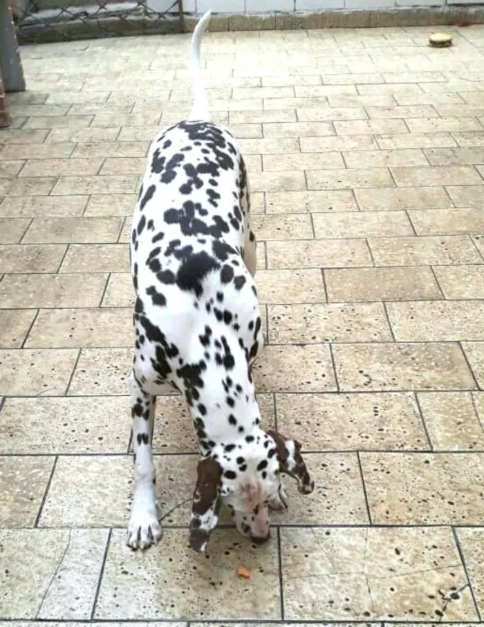Cachorro ra a Dálmata  idade 7 a 11 meses nome Lara 