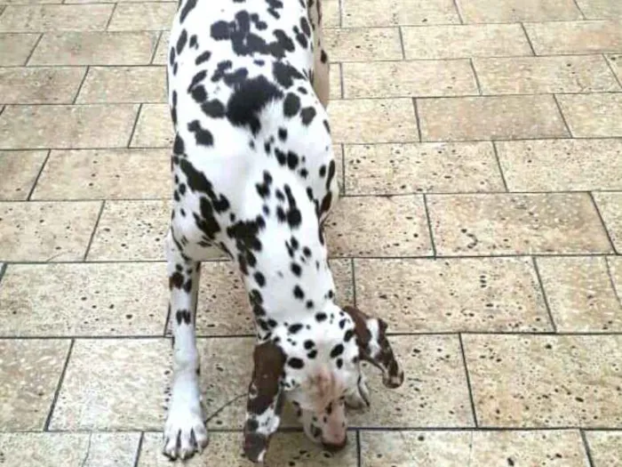 Cachorro ra a Dálmata  idade 7 a 11 meses nome Lara 