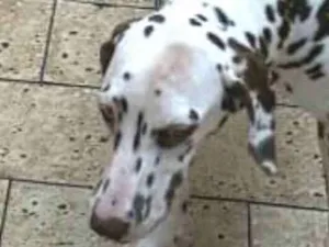 Cachorro raça Dálmata  idade 7 a 11 meses nome Lara 