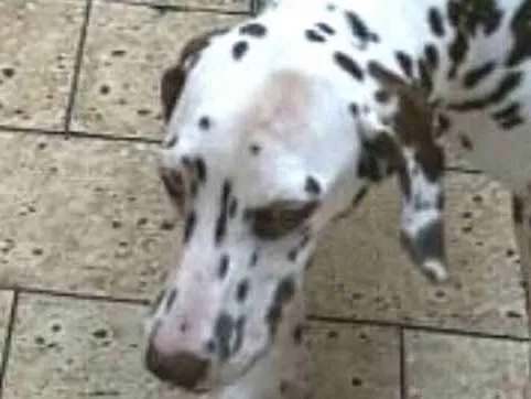 Cachorro ra a Dálmata  idade 7 a 11 meses nome Lara 