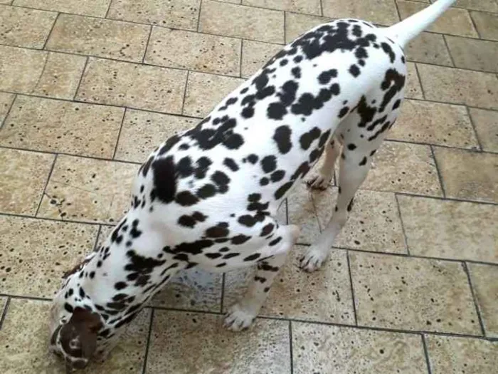 Cachorro ra a Dálmata  idade 7 a 11 meses nome Lara 