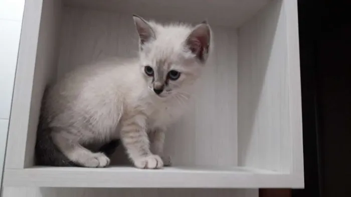 Gato ra a vira-lata idade Abaixo de 2 meses nome Narizinho