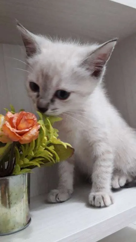 Gato ra a vira-lata idade Abaixo de 2 meses nome Narizinho