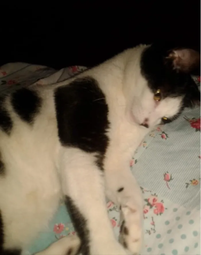 Gato ra a SRD  idade 7 a 11 meses nome Nina 