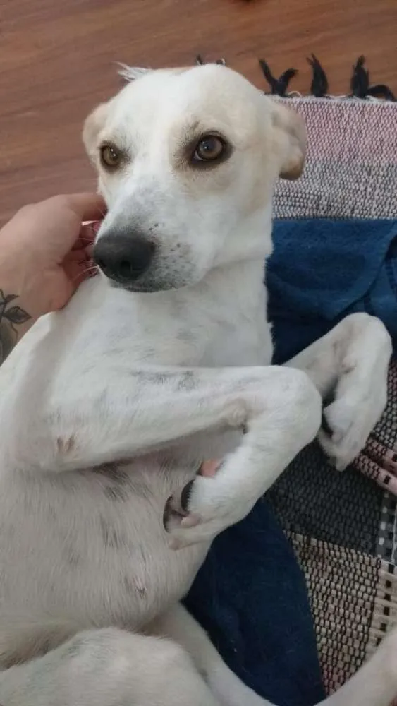 Cachorro ra a SRD idade 1 ano nome Sem Nome