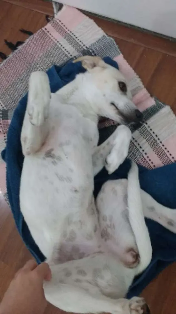 Cachorro ra a SRD idade 1 ano nome Sem Nome