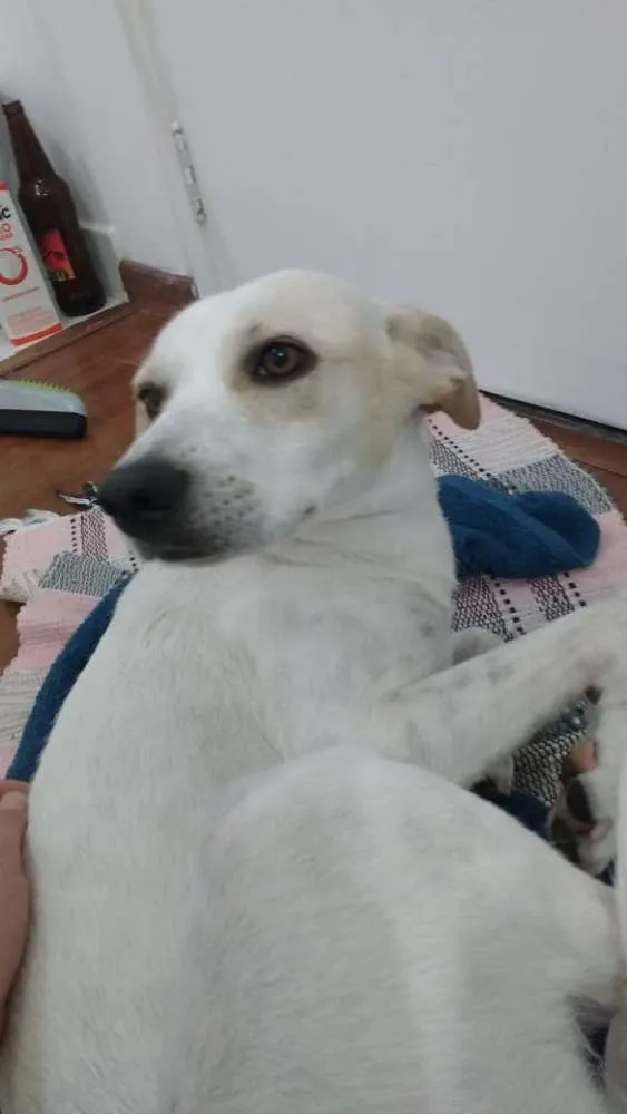 Cachorro ra a SRD idade 1 ano nome Sem Nome
