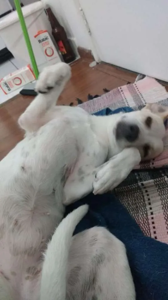 Cachorro ra a SRD idade 1 ano nome Sem Nome