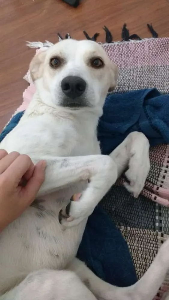 Cachorro ra a SRD idade 1 ano nome Sem Nome