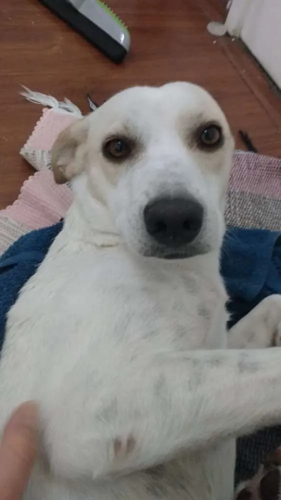 Cachorro ra a SRD idade 1 ano nome Sem Nome