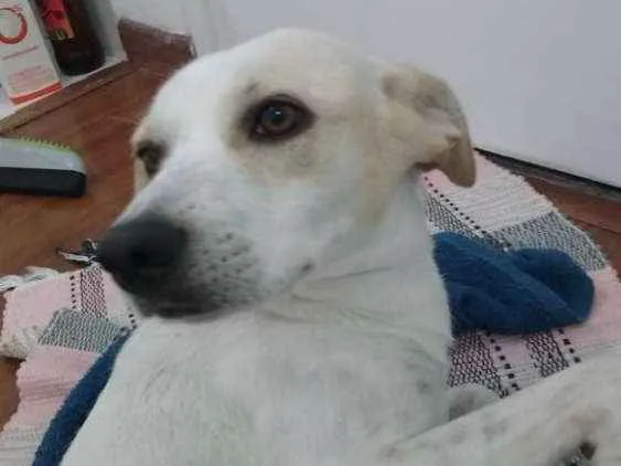 Cachorro ra a SRD idade 1 ano nome Sem Nome