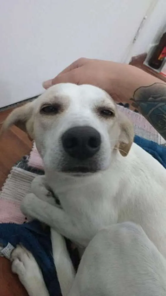 Cachorro ra a SRD idade 1 ano nome Sem Nome