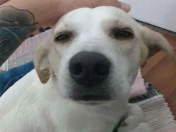 Cachorro ra a SRD idade 1 ano nome Sem Nome