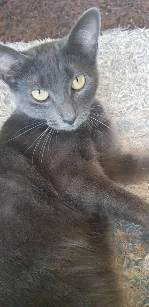 Gato ra a Vira lata idade 2 anos nome Mizy