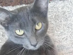 Gato raça Vira lata idade 2 anos nome Mizy