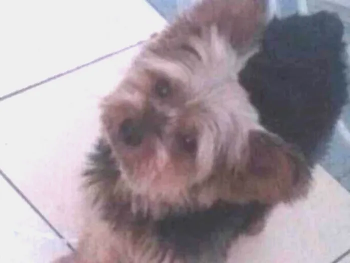 Cachorro ra a Yorkshire idade 6 ou mais anos nome Thor