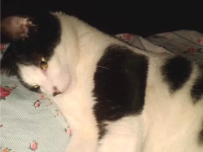 Gato ra a SRD  idade 7 a 11 meses nome Nina 