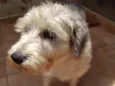 Lulu