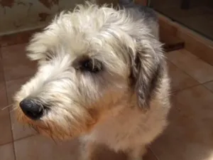 Cachorro raça Mestiço  idade 1 ano nome Lulu