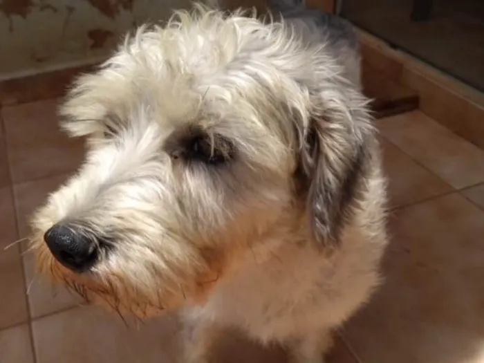 Cachorro ra a Mestiço  idade 1 ano nome Lulu