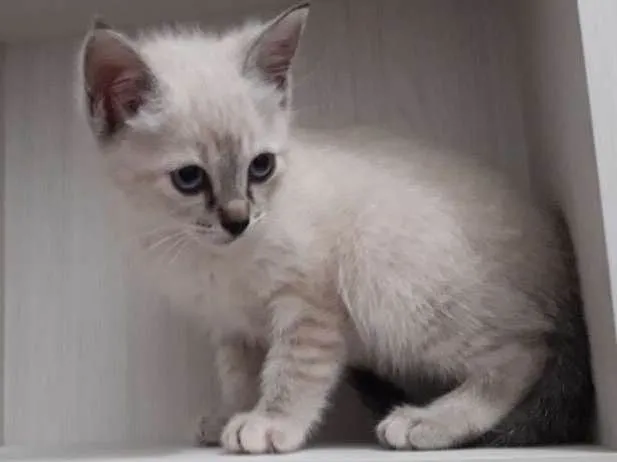 Gato ra a vira-lata idade Abaixo de 2 meses nome Narizinho