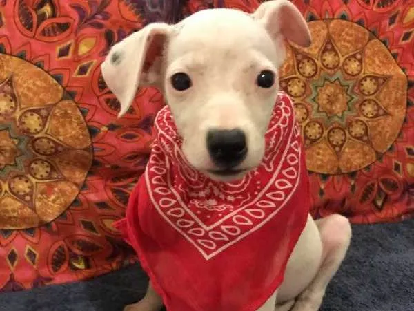Cachorro ra a sem raça idade 2 a 6 meses nome menina 1