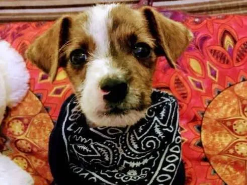 Cachorro ra a sem raça idade 2 a 6 meses nome sem nome