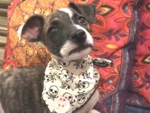 Cachorro raça sem raça  idade 2 a 6 meses nome sem nome