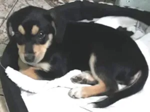 Cachorro raça Mestiça  labrador idade 2 a 6 meses nome July