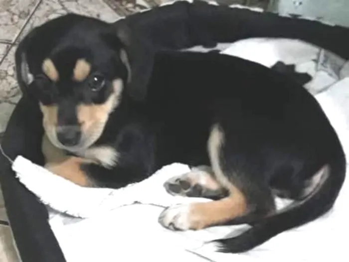 Cachorro ra a Mestiça  labrador idade 2 a 6 meses nome July