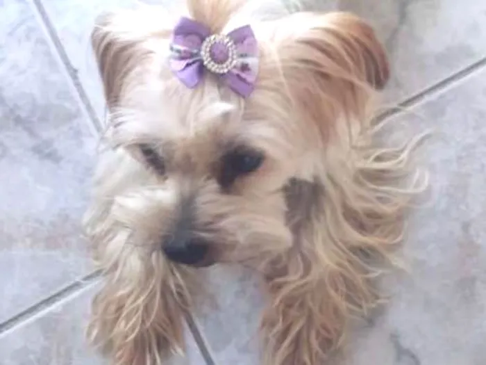 Cachorro ra a Yorkshire idade 4 anos nome kiara