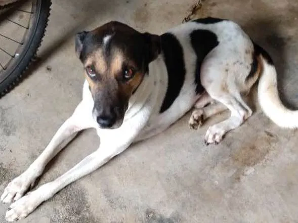 Cachorro ra a Vira lata idade 6 ou mais anos nome Maike