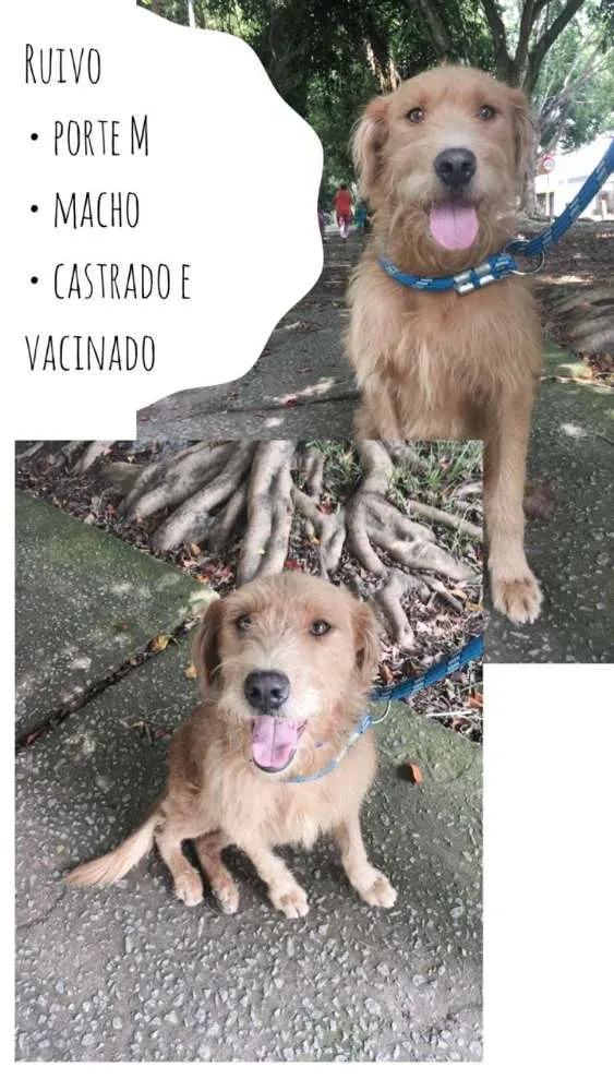Cachorro ra a Srd idade 1 ano nome RUIVO