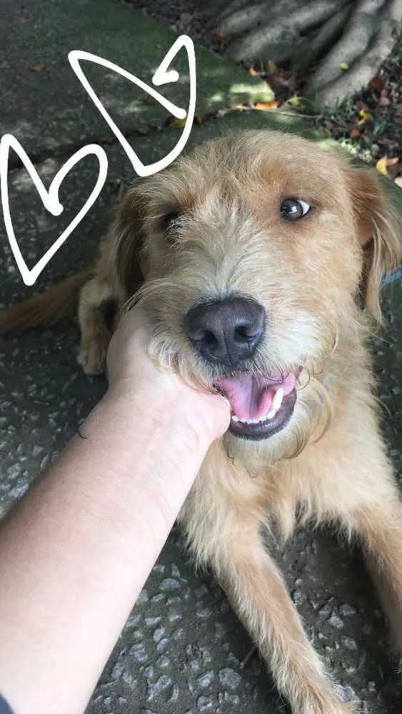 Cachorro ra a Srd idade 1 ano nome RUIVO