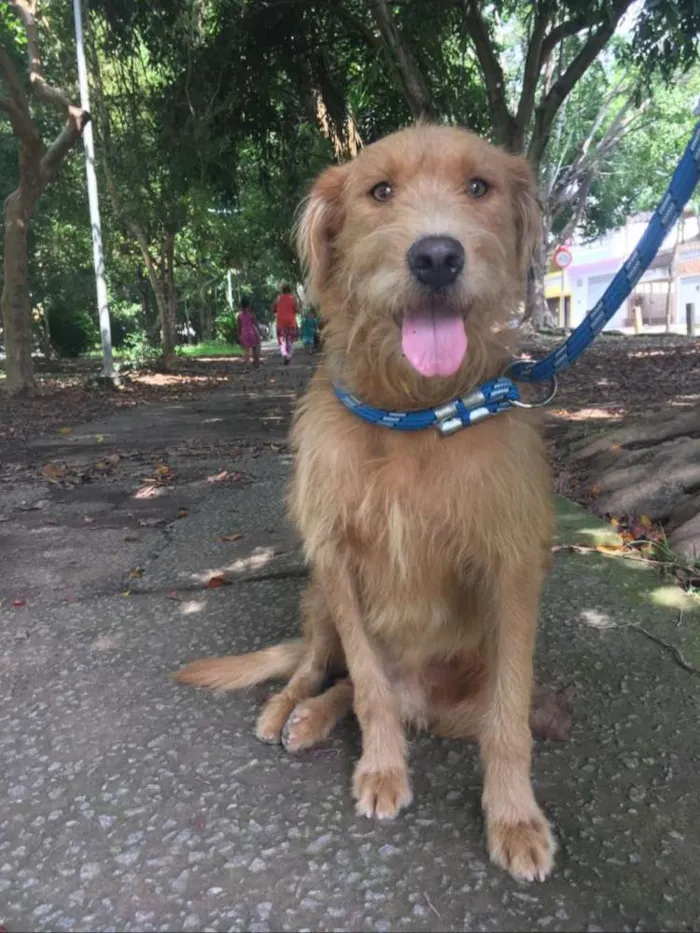 Cachorro ra a Srd idade 1 ano nome RUIVO