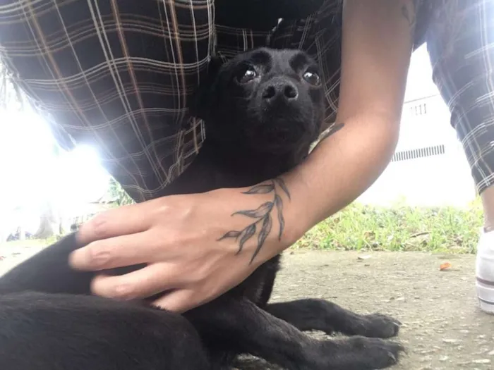 Cachorro ra a Srd idade 1 ano nome Perninha e Maezinha