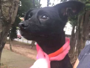 Cachorro raça Srd idade 1 ano nome Perninha e Maezinha