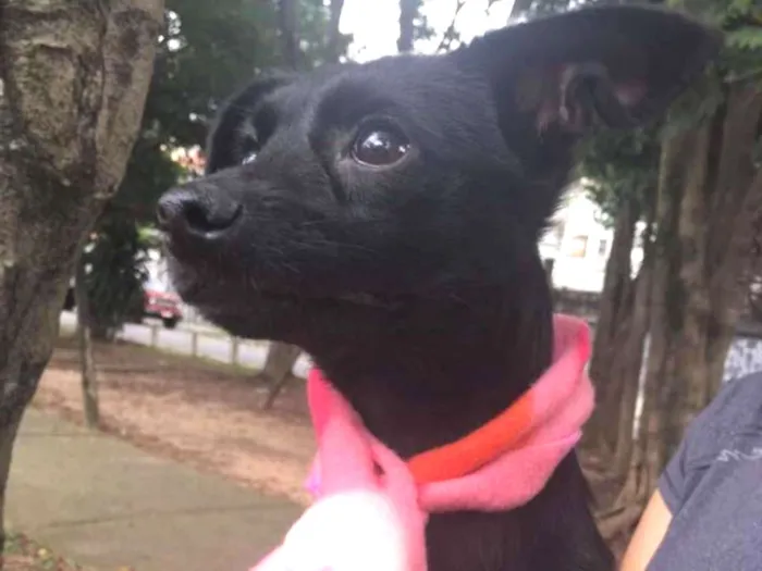 Cachorro ra a Srd idade 1 ano nome Perninha e Maezinha