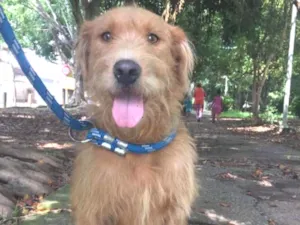 Cachorro raça Srd idade 1 ano nome RUIVO