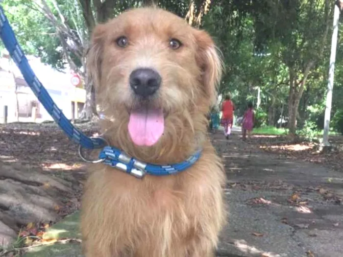 Cachorro ra a Srd idade 1 ano nome RUIVO