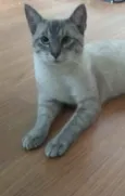 Bartô